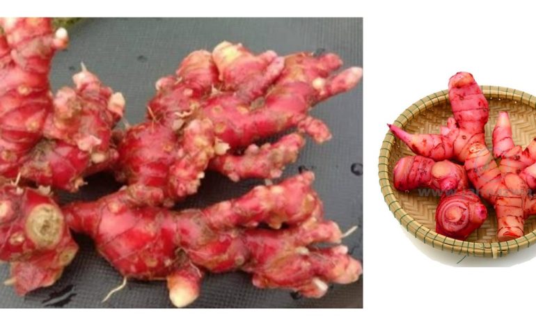 5 manfaat kesehatan jahe merah untuk kesehatan anda