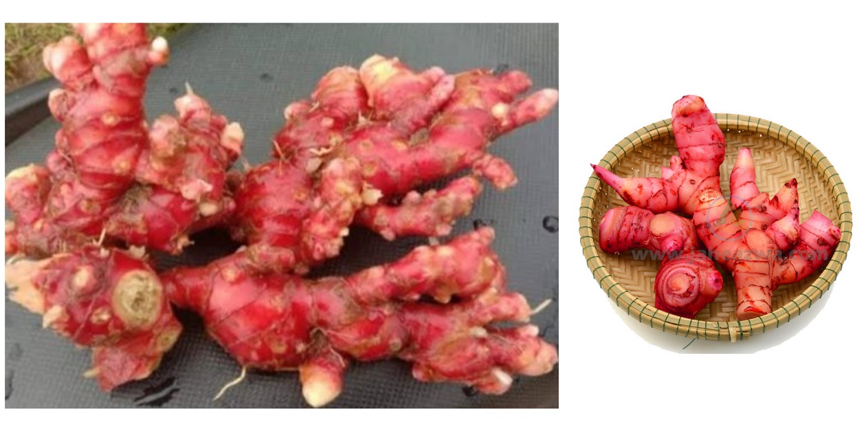 5 manfaat kesehatan jahe merah untuk kesehatan anda