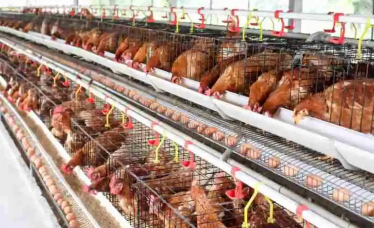 5 Tips & Cara Mudah Mulai Ternak Ayam Petelur untuk Pemula