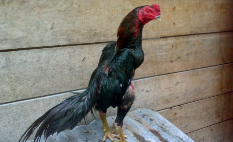 Tips Merawat Ayam Jago untuk Aduan