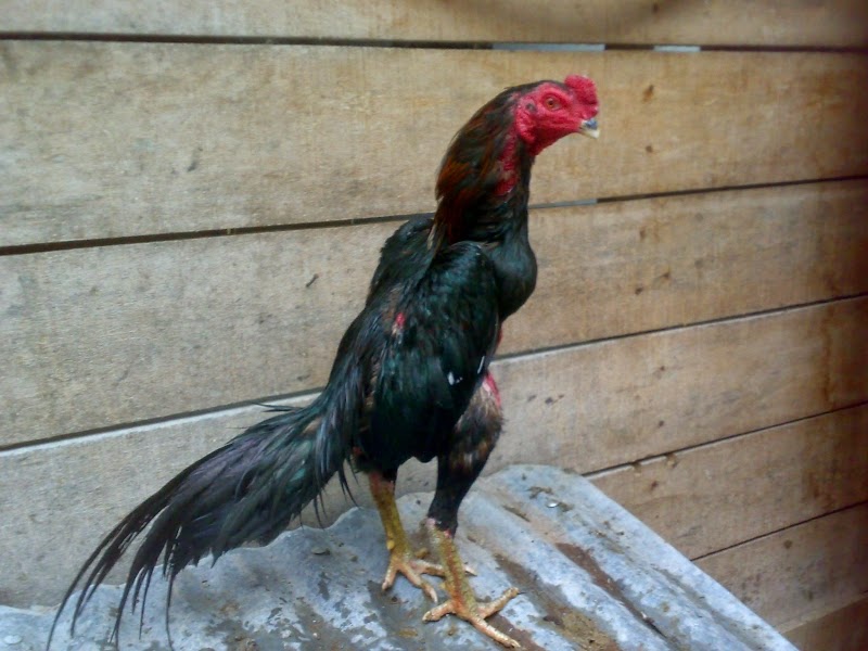 Tips Merawat Ayam Jago untuk Aduan