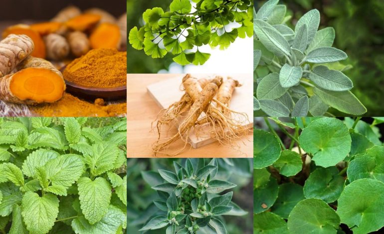 6 Tanaman Obat yang Mudah Dibudidayakan di Rumah