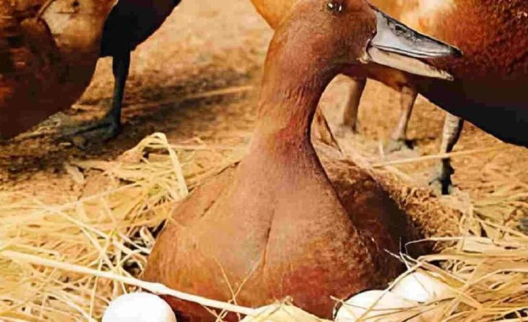 5 Cara Beternak Bebek Petelur untuk Pemula