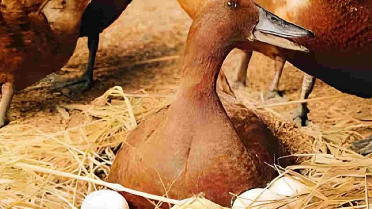 5 Cara Beternak Bebek Petelur untuk Pemula