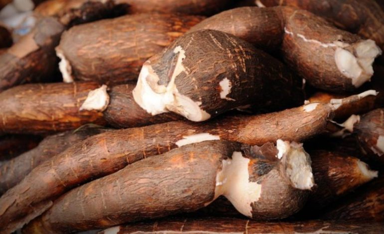 Manfaat Makan Ubi Kayu Untuk Kesehatan