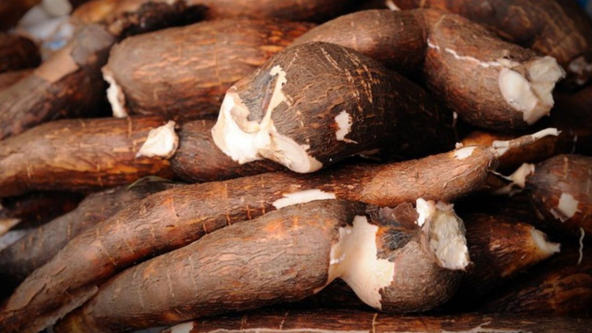 Manfaat Makan Ubi Kayu Untuk Kesehatan